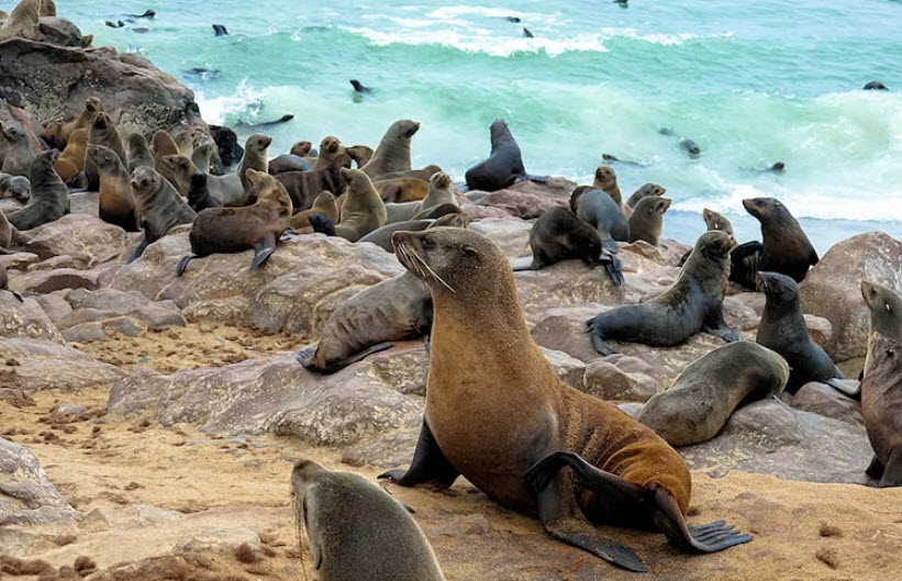 Skeleton Coast National Park, Namibia